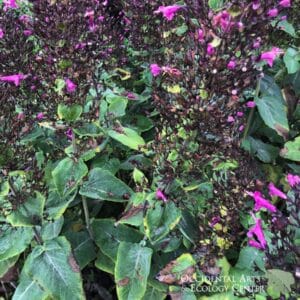 Mexican Pitcher Sage