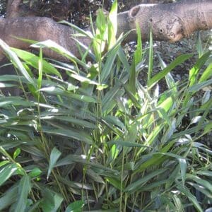 Lesser Galangal