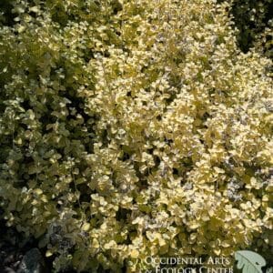 Licorice Plant
