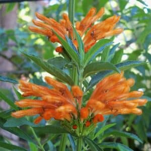 Lion's Tail