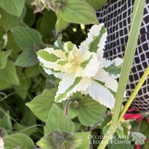 Variegated Apple Mint
