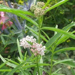 Narrow Leaf Milkweed