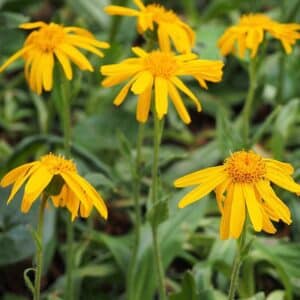 Mountain Arnica
