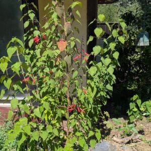 Giant Tequila Sage