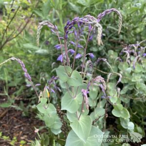 Digger's Speedwell