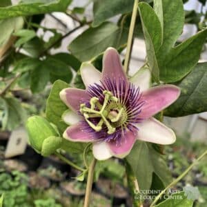 Lavender Passion Flower