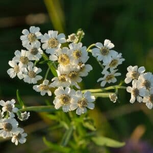 Pearl Yarrow