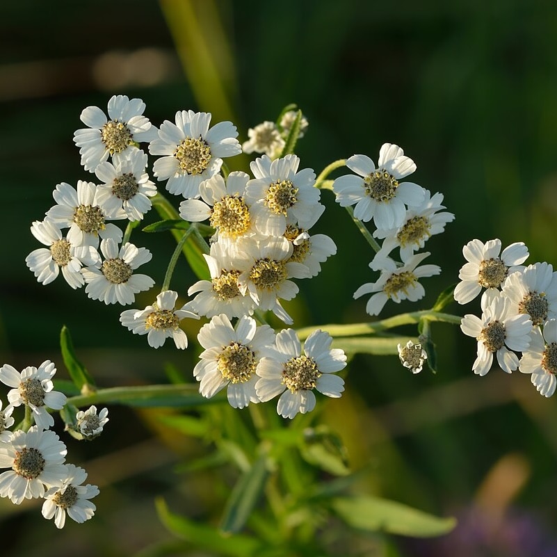 Pearl Yarrow