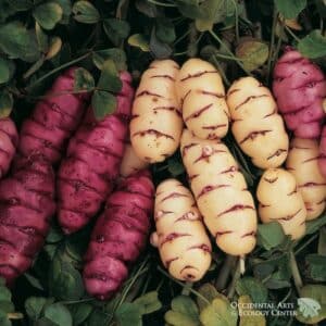 Pink-Blushed Oca