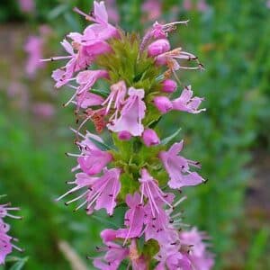 Pink-Flowered Hyssop