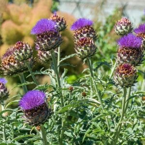 Purple Romagna Artichoke