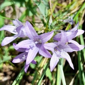 Rampion