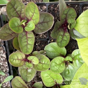 Red Malabar Spinach