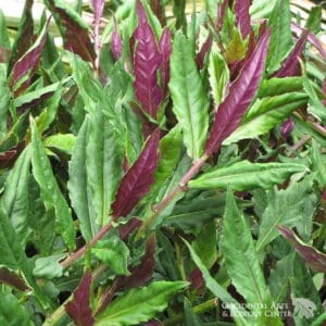 Red Okinawan Spinach