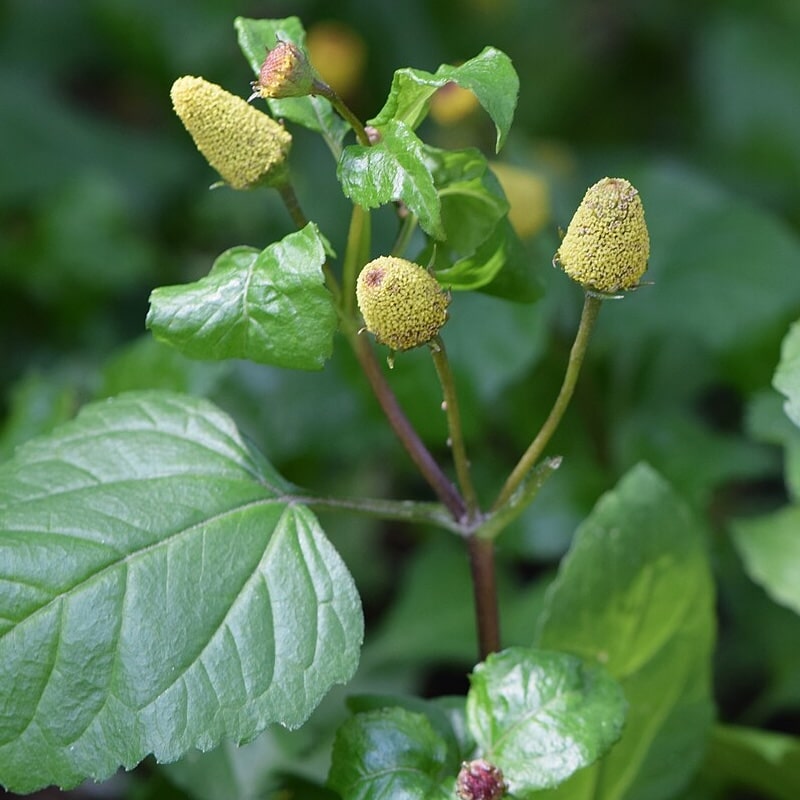 Red Spilanthes