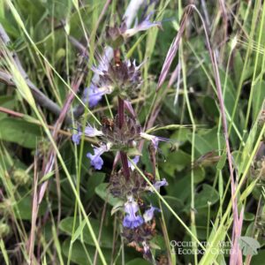Sonoma Sage