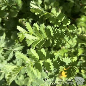 Salad Burnet