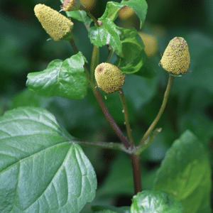 Red Spilanthes