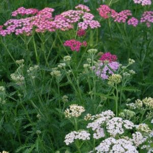 Summer Pastels Yarrow Mix