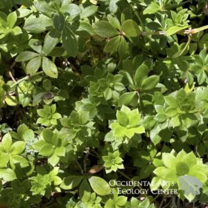 Sweet Woodruff