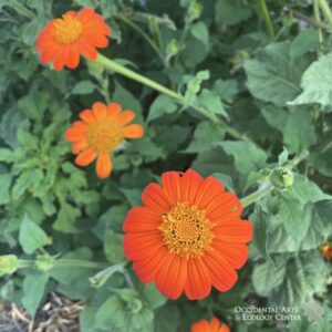 Mexican Marigold