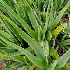 True Aloe