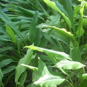 Turmeric