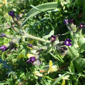 Undulate Anchusa