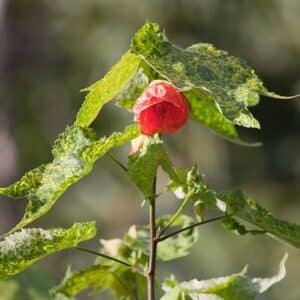 Variegated Thompson Flowering Maple