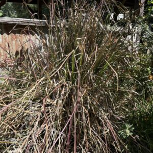 Vetiver