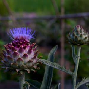 Violetta Precoce Purple Artichoke