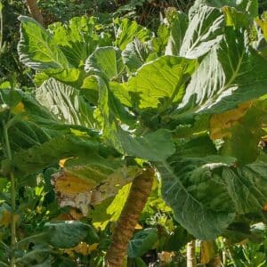 Walking Stick Cabbage
