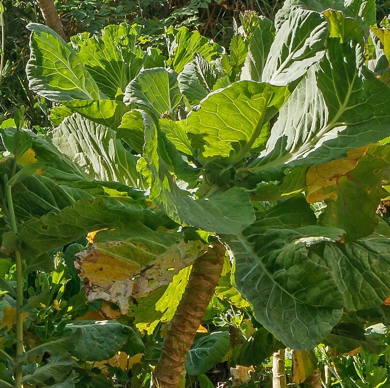 Walking Stick Cabbage