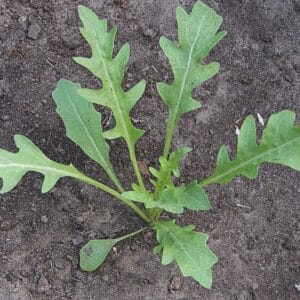 Wasabi' Arugula
