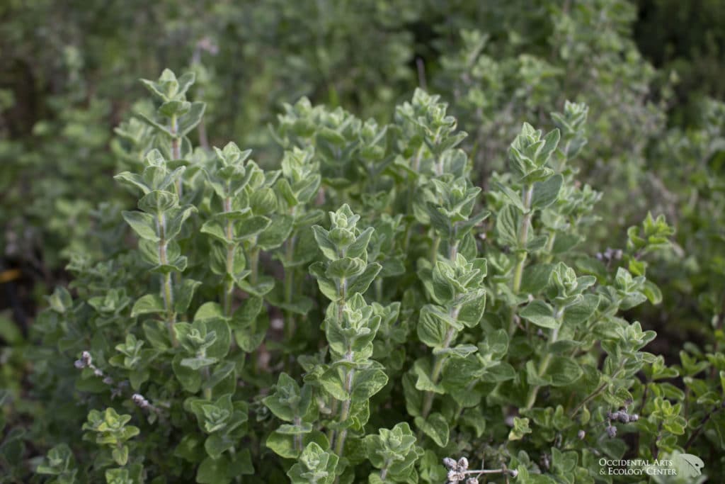 Zaatar Tree Za'atar/Syrian Oregano - OAEC Nursery