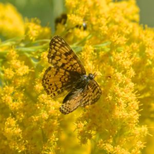 Pollinator/Habitat Plant
