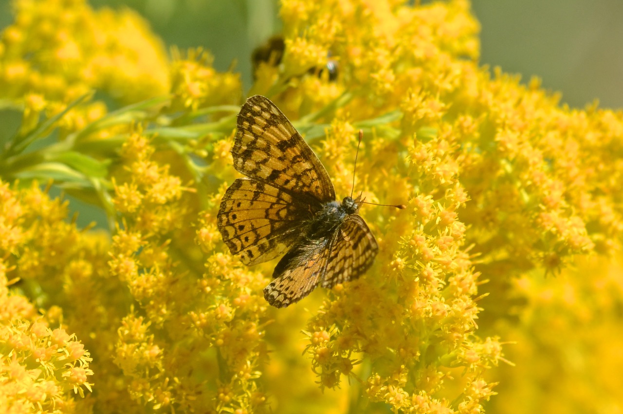 Pollinator/Habiat Plant