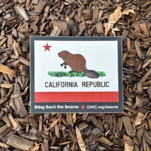 Beaver Sticker